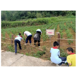 凤凰县千工坪学区：田间地头劳动课  动手实践收获多