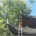 全域文明创建在行动丨凤凰：游客无人机误挂古城10米树梢  消防员化身“蜘蛛侠”成功取回
