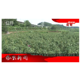 2022年07月19日湖南凤凰新闻
