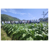 凤凰县烟办组织考察学习龙山县烟叶生产工作