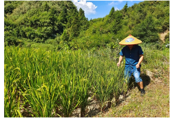 凤凰县山江镇：灾害无情人有情，党群携手共抗旱