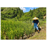 凤凰县山江镇：灾害无情人有情，党群携手共抗旱