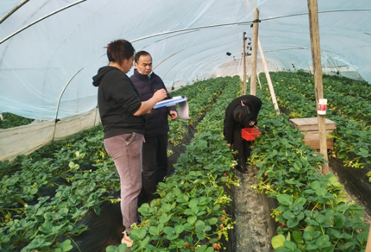 凤凰：加强时令蔬菜水果质量监测  为春节农产品安全消费护航