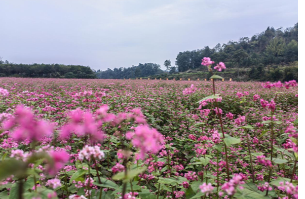 凤凰县新场镇：“小苦荞”串起“大链条” 助力乡村振兴