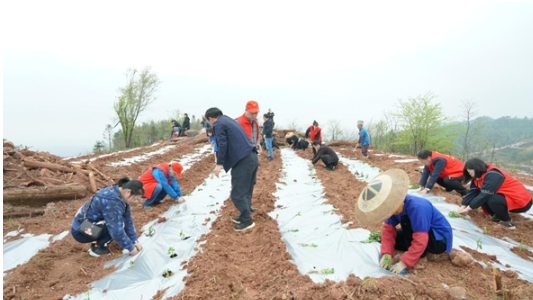 凤凰县科茸村：山头飘满菊花香