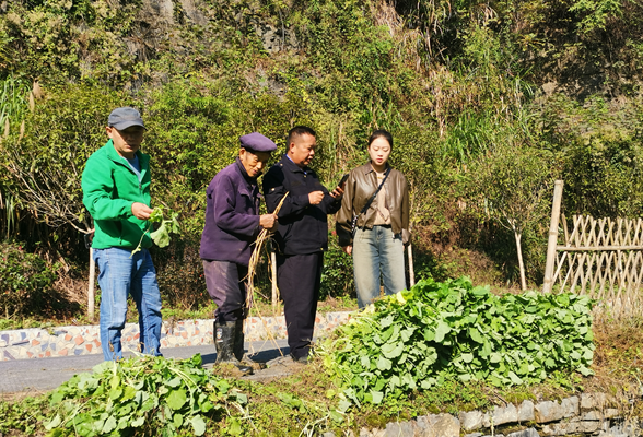 凤凰县筸子坪镇：油菜苗情好，农户移栽忙