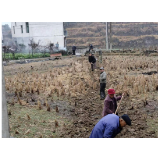 凤凰县麻冲乡：不等不靠主动作为，党群齐心助力春耕生产