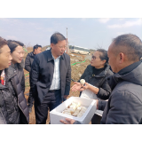 张军平一行深入凤凰县禾库镇调研湘商回归工作