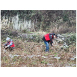 凤凰县吉信镇：志愿服务践初心 雪茶修枝助茶农