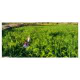 凤凰县开展巨型稻大面积种植可行性报告座谈会