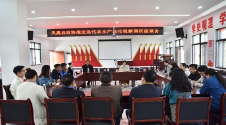 凤凰县政协开展推进现代农业产业化  视察调研活动