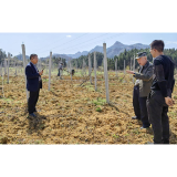 凤凰县筸子坪镇：技术支撑产业兴，苦荞飘香田地间