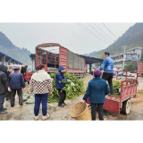 凤凰县水打田乡：发放油茶苗 助力春耕生产    