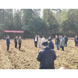 凤凰县：打好备耕组合拳，促进烟叶生产提质增效