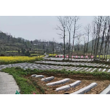 凤凰禾库：清廉同行护航，产业持续兴旺