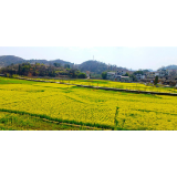 凤凰县腊尔山镇：“稻油”轮作让“冬闲田”变为“增收田”