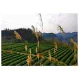 长潭河畔 椿木茶香