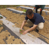 凤凰县山江镇烟叶移栽忙