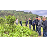 凤凰县水打田乡：组织开展苦荞产业管护现场培训会