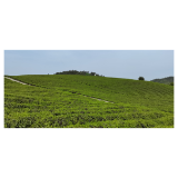 化眉黄金茶