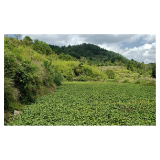 凤凰县千工坪镇：野生“草”变致富“宝”