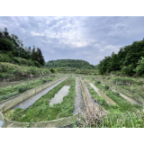 “稻花香里说丰年,听取蛙声一片”——凤凰县吉信镇火炉坪村蛙声里传出“致富经”