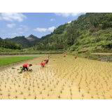 凤凰县公路建设养护中心：农忙时节开展“互助五兴 户帮户 亲帮亲”活动