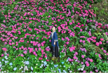 凤凰南华山：绣球花成海  浪漫迎客来