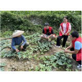 凤凰县茶田镇：厚植人才沃土    以青春为笔，书写新时代华丽篇章