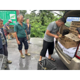 凤凰县欧阳村：发放禽苗暖人心，乡村振兴促增收