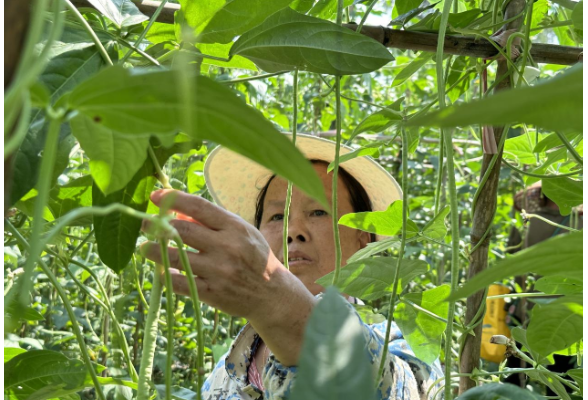 新场镇先锋村：豇豆大丰收村集体经济增收有盼头
