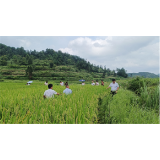 凤凰县千工坪镇：稻花鱼，让群众增收走“捷径”