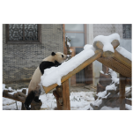 凤凰：大熊猫雪中“吃播”撒欢玩耍    宛如雪中精灵