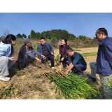 凤凰：专家田间“把脉开方”赋能乡村产业振兴