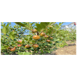凤凰县：油茶染秋，满山飘香庆丰收