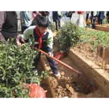 凤凰县箭道坪第一小学：我与小树共成长