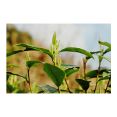 湘西凤凰：无愁河畔  春茶飘香