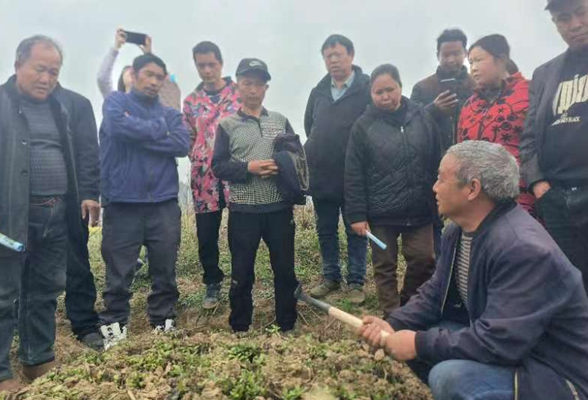 凤凰县开展“南板蓝根”种植技术培训助力产业振兴