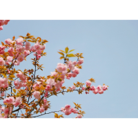 春日美景—春有约花不误，来凤凰共赴一场樱花盛宴