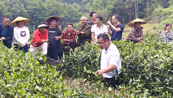李健权一行到凤凰县调研茶产业