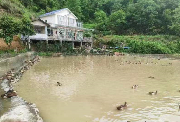 凤凰县忙略村：产业兴旺“鸭”先行