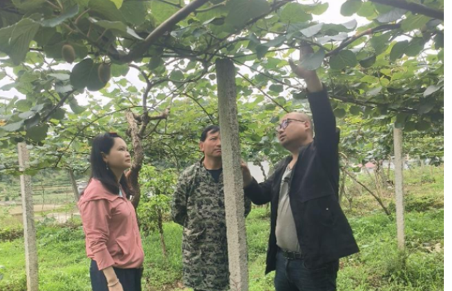 凤凰：农技人员田间来“把脉” 猕猴桃夏管正当时