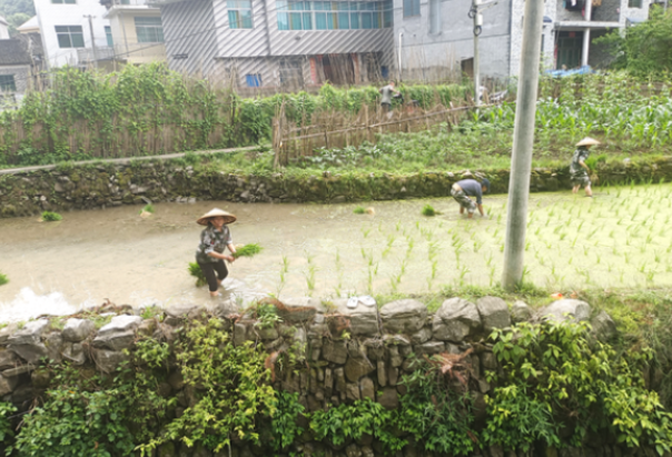 凤凰县筸子坪镇：为民办实事 村干插秧忙