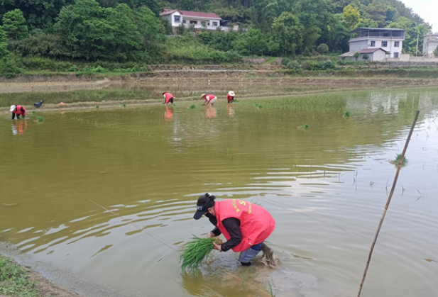 凤凰县新岩村：助农插秧耕耘民心  新时代文明实践活动暖人心