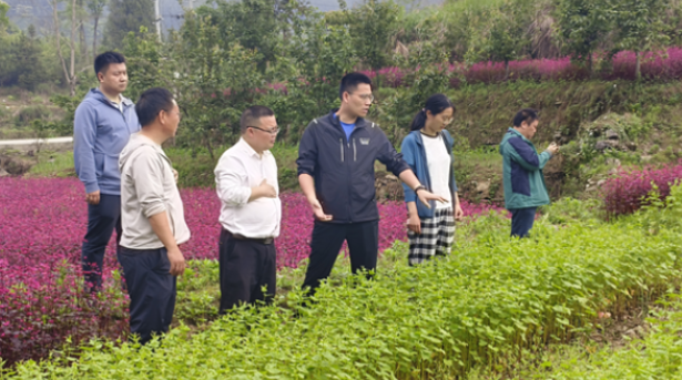 李基光一行到凤凰调研指导荞麦产业发展