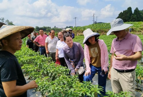 凤凰：专家组团进田间科技助农添智慧