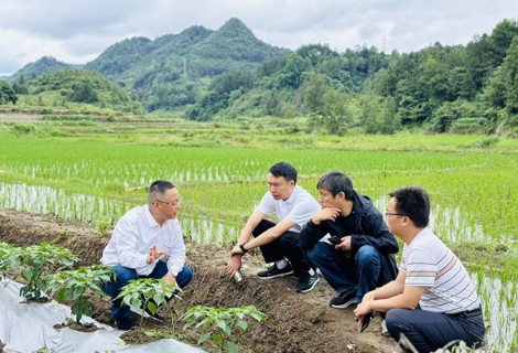 凤凰县新场镇乡村振兴展新姿 激发产业新活力