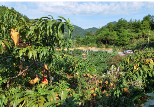 凤凰县老科协深入黄沙坪桃子种植基地实地查看生产情况