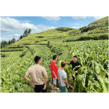 凤凰县：落实精细化技管，推动烟叶减损增效