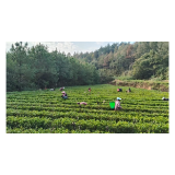 凤凰县都里村:百亩茶园“营养餐”配送忙、夯实产业振兴“茶”基础